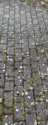 Steinfließen vor der Reinigung